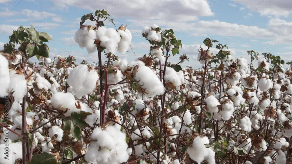 Brazilian cotton fields at harvest season Brazilian cotton fields at harvest season