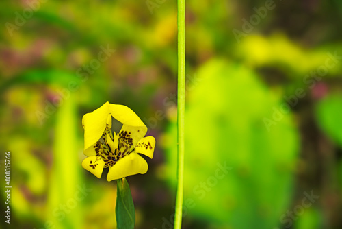 colors in nature, green and yellow