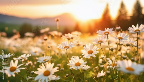 sunset background with beautiful daisy flowers, white flowers with a blurred sunset background © New2023
