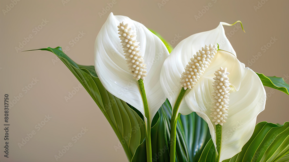 Obraz premium peace lilly