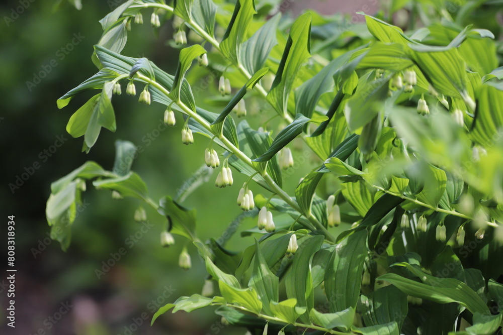Polygonatum, branch of the blossoming Eurasian Solomon's seal. Polygonatum, branch of the blossoming Eurasian Solomon's seal.