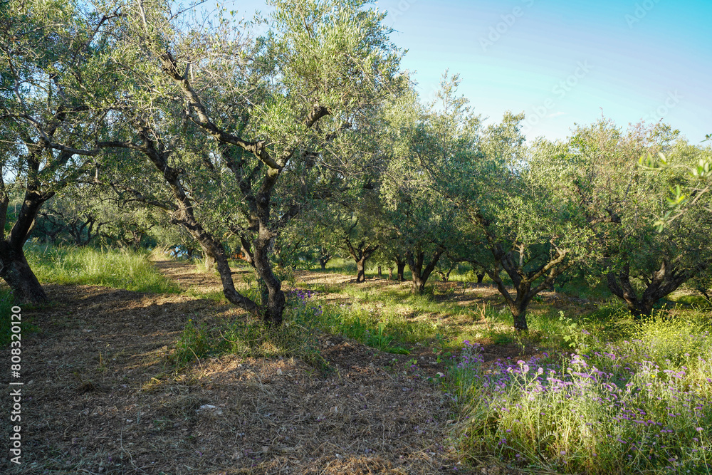 olives groves , trees harvesting plantation olives groves , trees harvesting plantation
