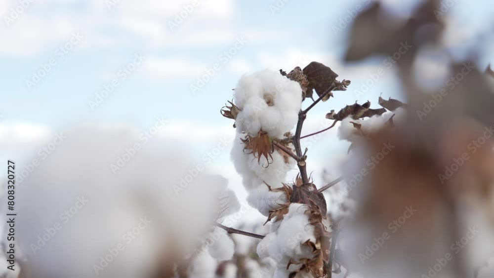Brazilian cotton fields at harvest season Brazilian cotton fields at harvest season