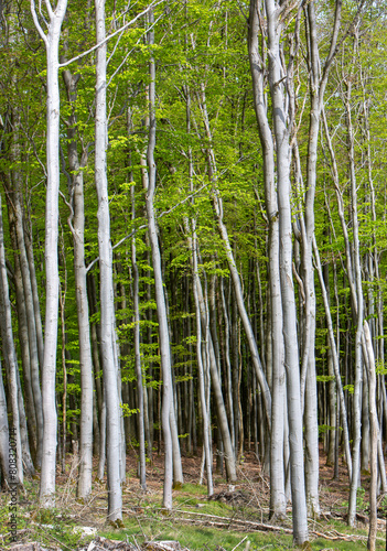 fresh spring leaves on beech trees in german forest
