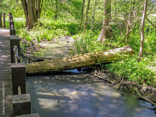 Poznań, the Cybina River valley, Olszak, a wooden bridge over a marshy area