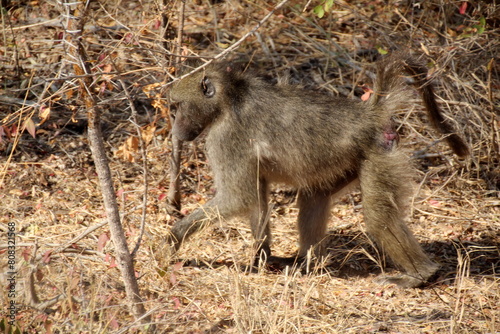 baboon sitting on the ground