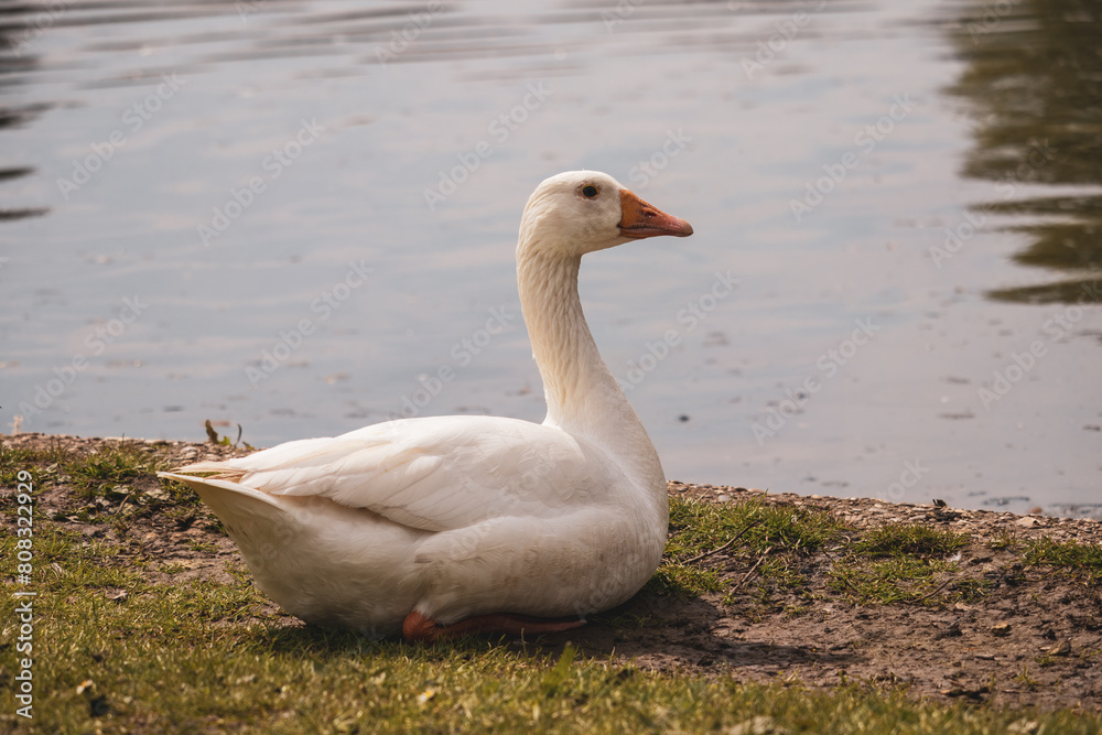 Fototapeta premium Adult White Goose sat at Pondside