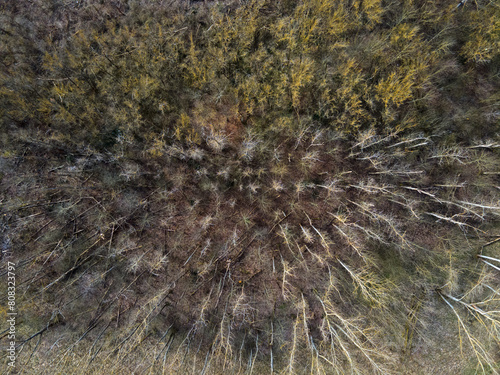 Aerial top down of trees in park on the border of Marzahn and Brandenburg photo