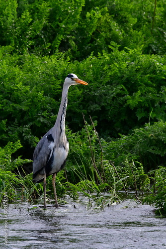 Great blue heron, Suir Blueway, Clonmel, Co. Tipperary, Ireland photo