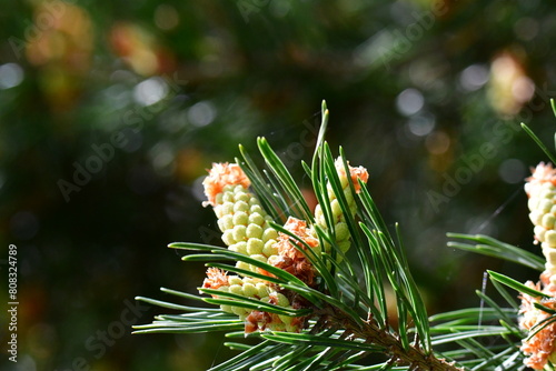 Close up of pine tree blooming, Suir Blueway, Clonmel, Co. Tipperary, Ireland photo