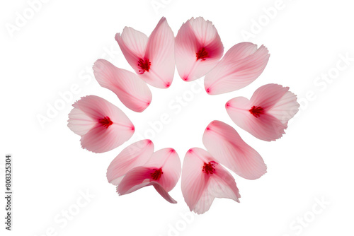 pink petals flying floating isolated on white or transparent background 