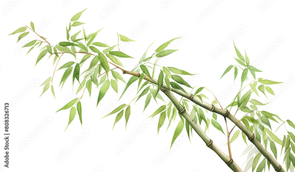 Fototapeta premium PNG Bamboo plant transparent background freshness.