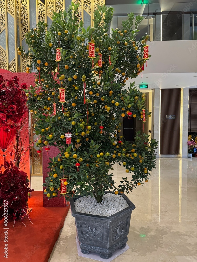 Orange tree decorated with lucky new year envelopes , Hanoi 2024