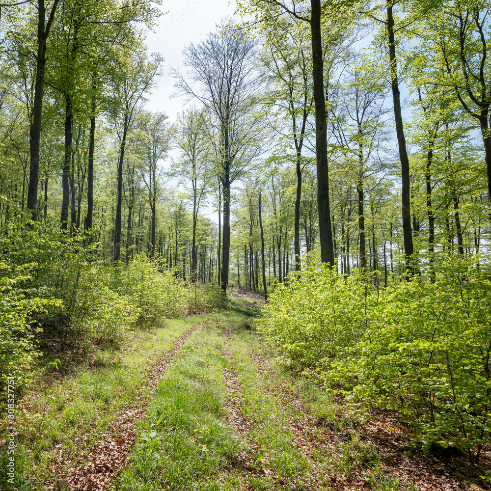 Fototapeta premium fresh spring leaves on beech trees in german forest