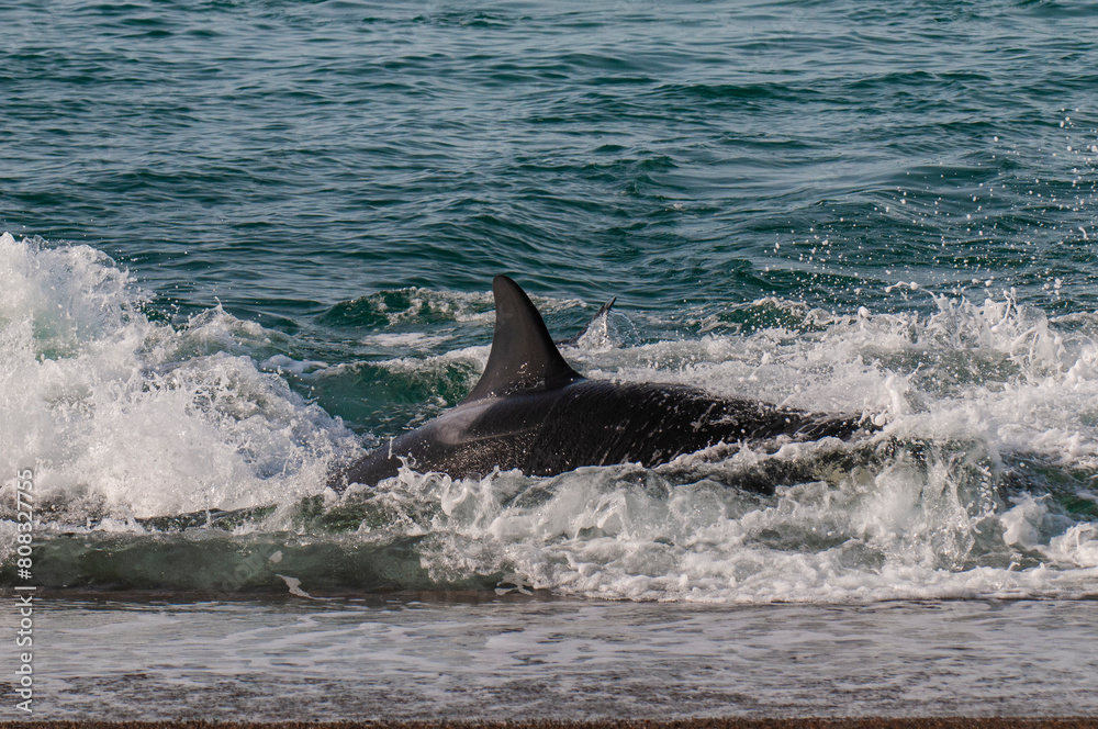 Fototapeta premium Killer Whale, Orca, hunting a sea lions , Peninsula Valdes, Patagonia Argentina