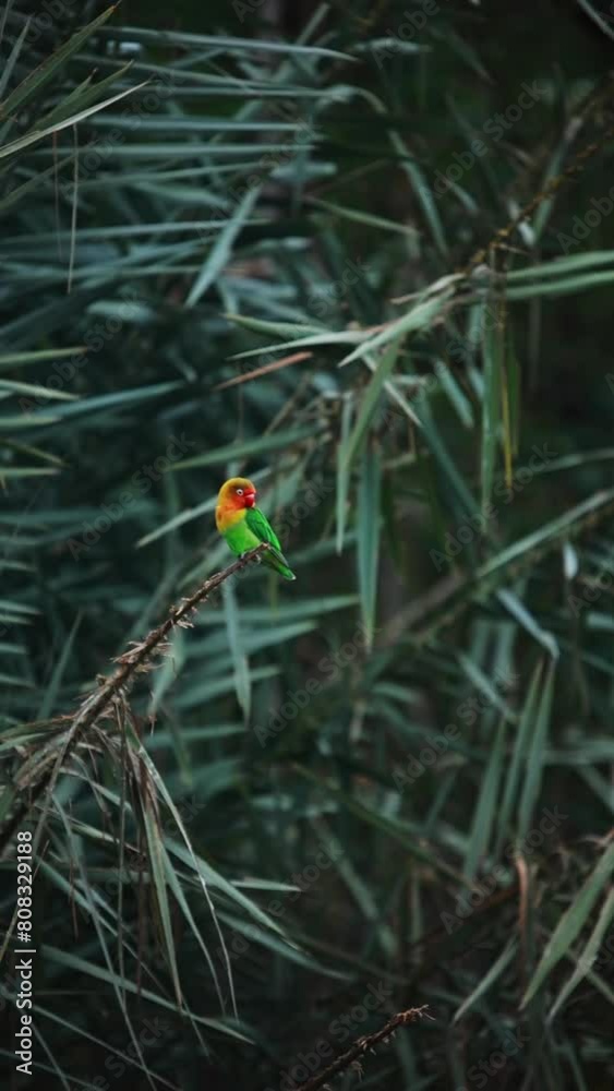 Fishcher's Lovebird sitting on the treebranch.