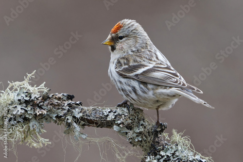 Common redpoll (Acanthis flammea) sitting on a branch in spring. photo