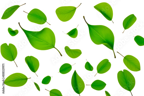 green leaves isolated on white or transparent png