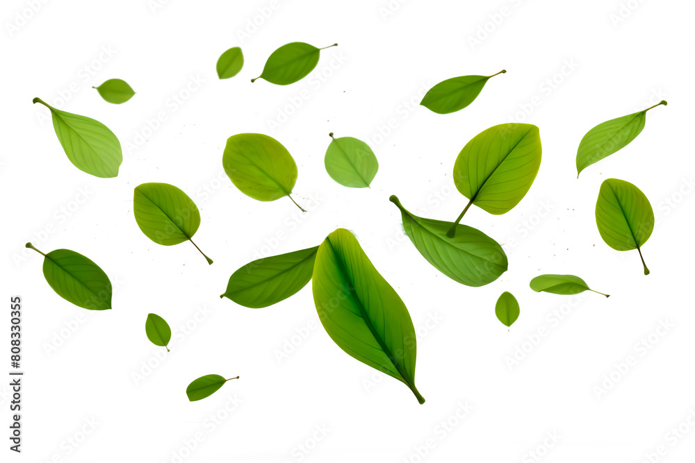 green leaves isolated on white or transparent png