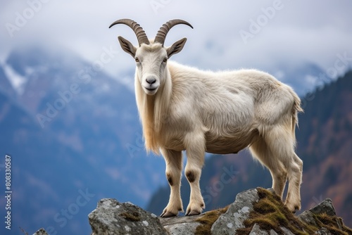 Majestic mountain goat standing on rocky cliff