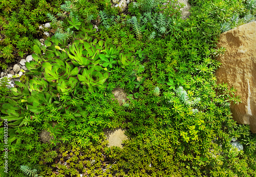 Photography Green growth of saxifrage with elements of stones and boulders