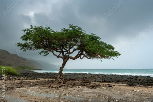 Discovering the Aromatic Frankincense Trees of Salalah  Oman - A Healing Adventure