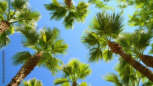 Bright Botanical Background with Washingtonia Filifera Palm Tree Branches in Robust Shape
