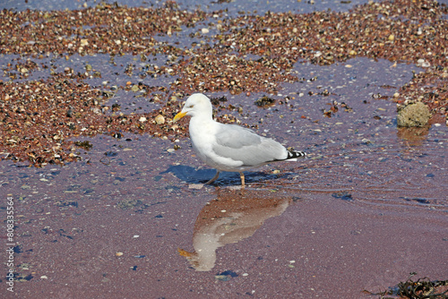  seagull on the beach