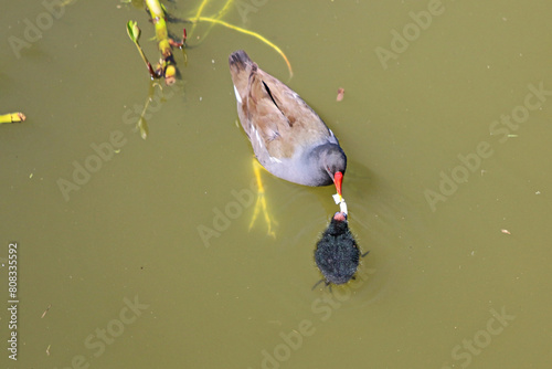 Moorhen and chicks on the Tiverton Canal