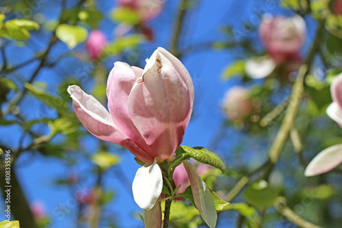 Flowers on a Magnolia tree in Spring