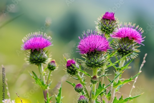 Bull Thistle: A Wild Plant with Purple Flowers Blooming in Summer photo