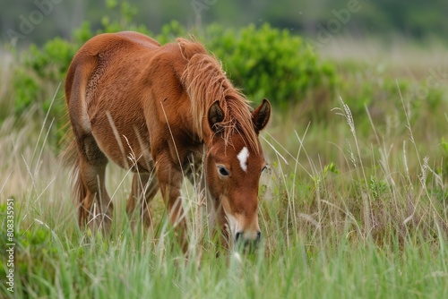 Assateague Island National Seashore: A Foal Grazing in the Wild, Brown Ponies. Stunning Nature photo