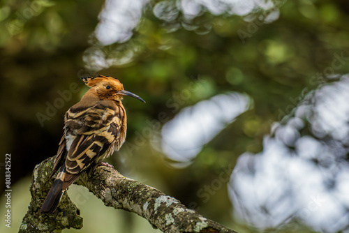 Obraz na płótnie A common hoopoe (Upupa epops) in the entrance of its nest in an old oak w salonie