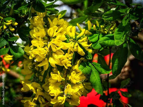 Yellow Laburnum Tree Flowers in Spring 
