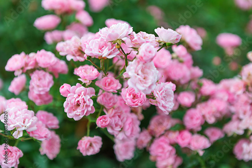 Beautiful Cluster of Delicate Pink Flowers on Green Bush in Natural Setting