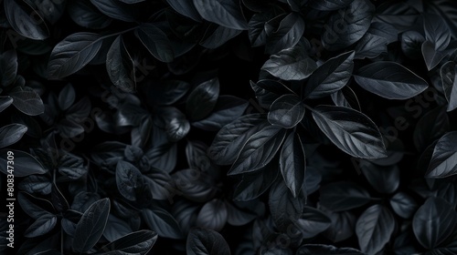 Dark green leaves texture background  top view. Flat lay. Nature concept.jpeg