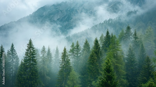 A serene  misty scene unfolding in forest-covered rolling mountains with rich green coniferous trees standing tall