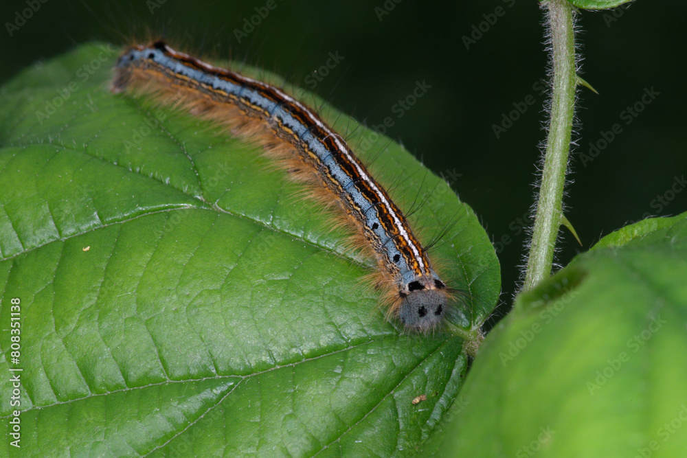 Chenille poilue de la Livrée des arbres (Malacosoma neustria) sur une feuille Chenille poilue de la Livrée des arbres (Malacosoma neustria) sur une feuille
