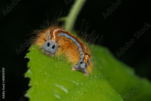 Chenille poilue de la Livrée des arbres (Malacosoma neustria)  sur une feuille photo