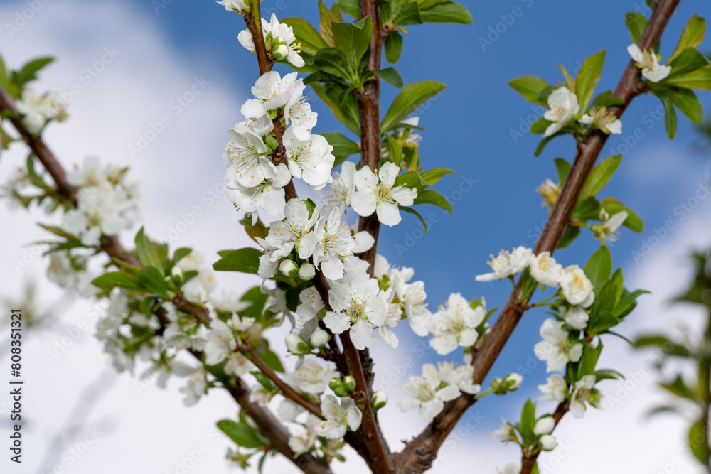 Wild plum tree in bloom. Its scientific name is Prunus domestica Wild plum tree in bloom. Its scientific name is Prunus domestica