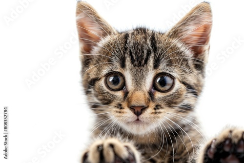 A kitten with its eyes closed and its mouth open