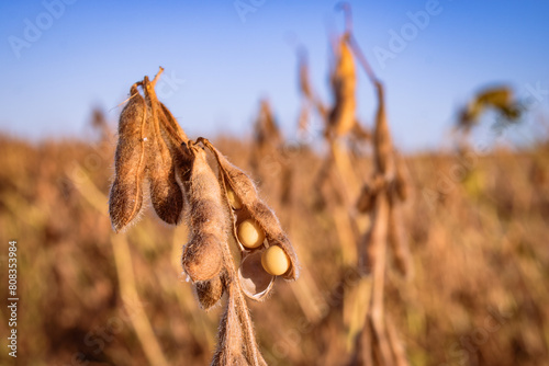 Soybean in a field, ready to be harvested