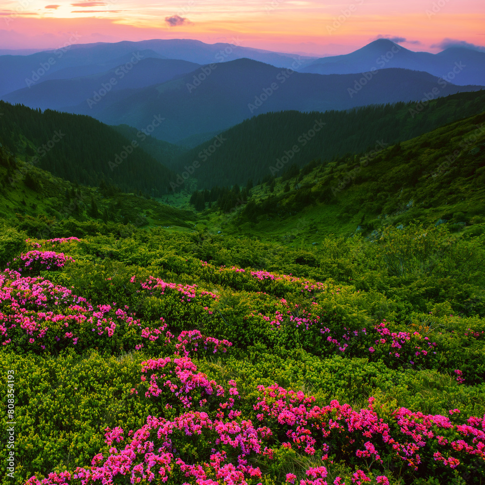 Carpathians, Ukraine, Europe, summer blooming pink flowers on background mountains, floral summer landscape Carpathians, Ukraine, Europe, summer blooming pink flowers on background mountains, floral summer landscape