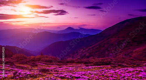 Carpathians, Ukraine, Europe, summer blooming pink flowers on background mountains, floral summer landscape	 photo