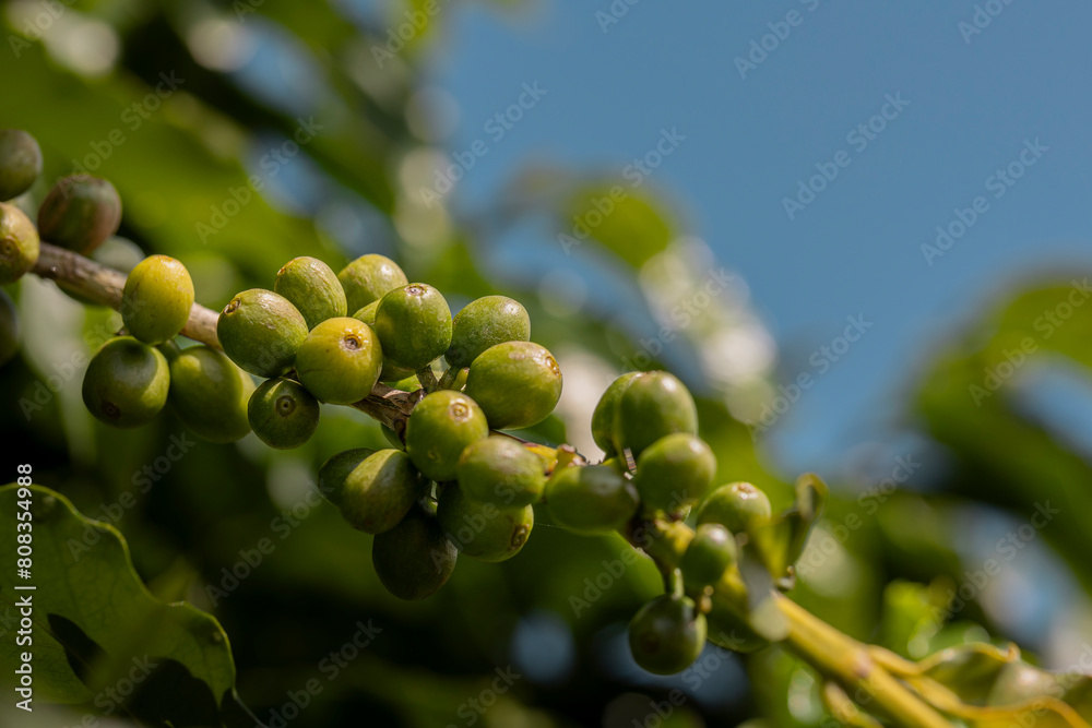 Frutos de café verde em galho de árvore cafeeira em plantação na cidade de Varginha, no estado de Minas Gerais, Brasil