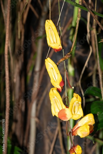 Mysore trumpetvine (thunbergia mysorensis) flowers in bloom photo