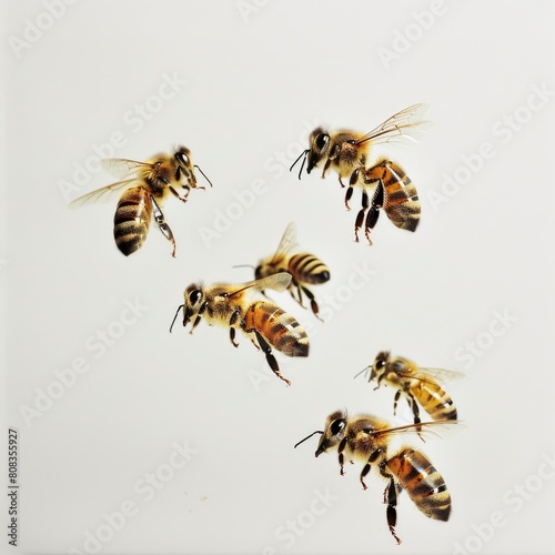 Marvel At The Industriousness Of Bees, Their Buzzing Energy Captured Against The Simplicity Of A White Backdrop, Illustrations Images