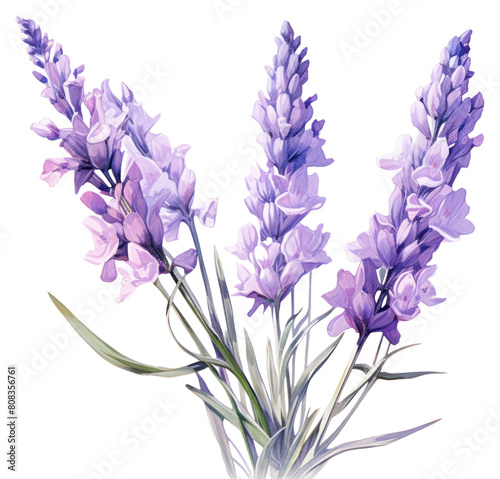 PNG Lavender flower blossom purple plant.