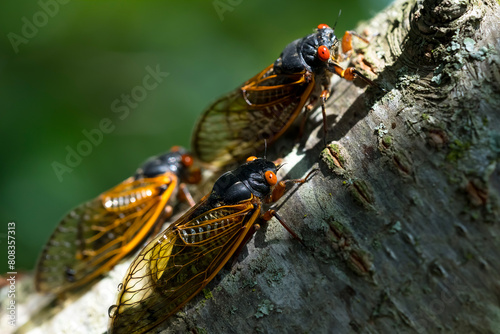 Chorus of the Cicadas: The Fascinating Tale of Magicicada Cassini
