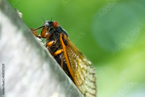 Chorus of the Cicadas: The Fascinating Tale of Magicicada Cassini